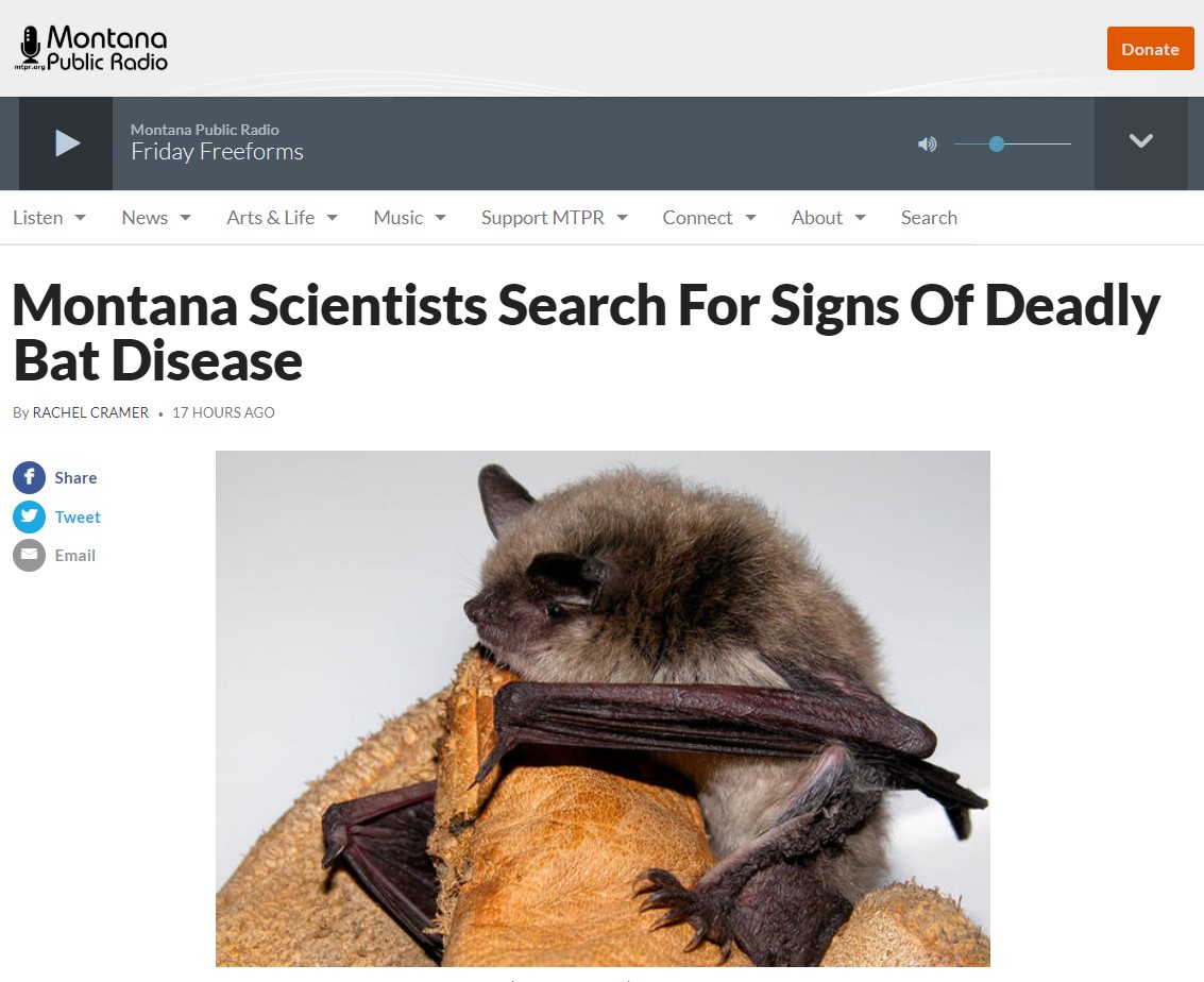 Forst Grotto Montana Scientists Search For Signs Of Deadly Bat Disease — NRMG